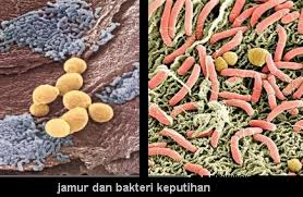 Illustration for article titled obat keputihan herbal